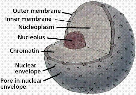 3-8 핵 (nucleus) - 유전정보보관 -