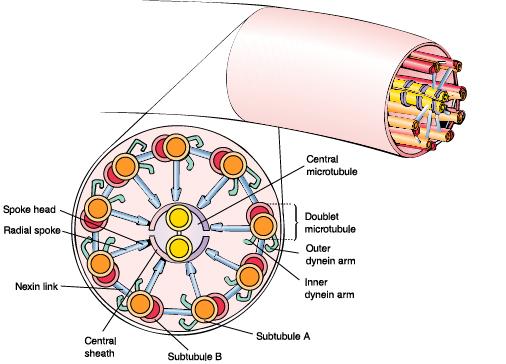 3-9 세포의표면구조 - 세포벽없음 -> 지질이중층의스테롤성분 -> 막을견고하게유지예외 ) 조류 (algae) 의세포벽 -> 화학구조는단순 - cilia( 섬모 ) 와 flagella( 편모 ): 세포의운동기관 -> 섬모