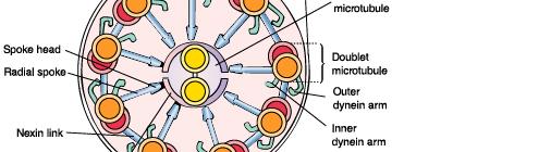 9+2구조 : 9쌍의미세소관 + 두개의중앙미세소관 -> 편모운동 : 기저부
