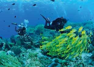 좁은물길을따라무성한신비한에메랄드빛의산호초들위에존재하는, Waige와 Gam 섬의맹그로브습지대그리고열대우림지역사이의통로는이곳외에는존재하지않는굉장히아름다운풍광을보여준다.