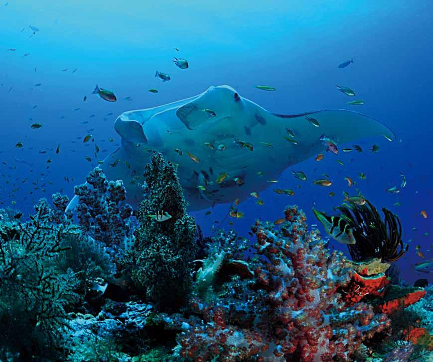 라자암팟의미술섬에서만난쥐가오리 쥐가오리 (Manta Ray) 쥐가오리 (Manta Ray) 는영어권에서보통 Giant Oceanic Manta Ray( 대양담요가오리 ) 라부르며, 학명은 Manta birostris이다.