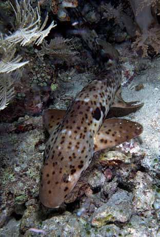 라자암팟의다이빙환경 아직도사람의흔적이닿지않고, 미지의세계로남아있는진정한야생의바다라자암팟 (Raja Ampat) 에는갖가지산호와다양한어류들을볼수있다.