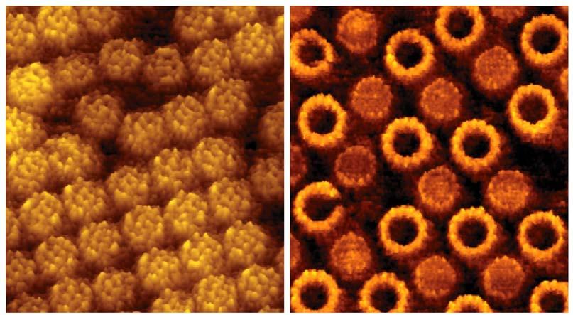 AFM images of molecules