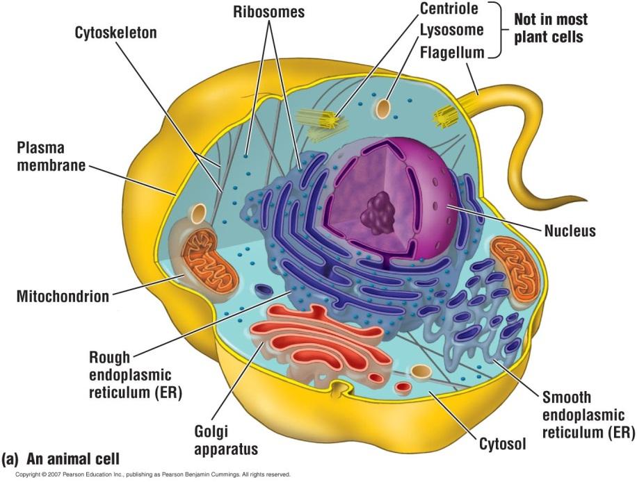 A Panoramic View of Eukaryotic Cells An