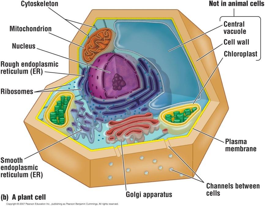 cell Copyright 2007 Pearson Education