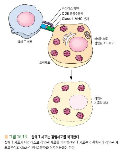 * 조직세포 -MHC class-i + 이종항원 +