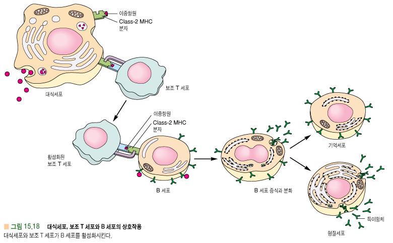 * 대식세포, helper T cell, B cell 상호작용 : 이종항원이 B 세포의
