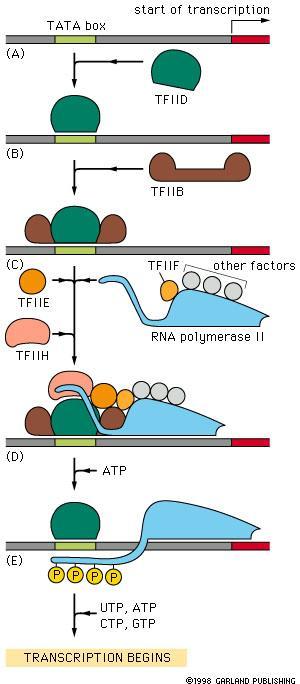 Eukaryotic transcription TBP