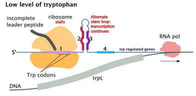 Regulation mechanism of trp operon 2) Attenuation( 전사약화 ) Trp operon 첫번째유전자는선도 peptide 를암호화 하고있는 trpl 서열 중요한 2 개의 tryptophan 잔 기가위치 Typtophan 이불충분하다면 trp-trna 도부족하여 mrna 상에있는 1 번 서열의 tryptophan