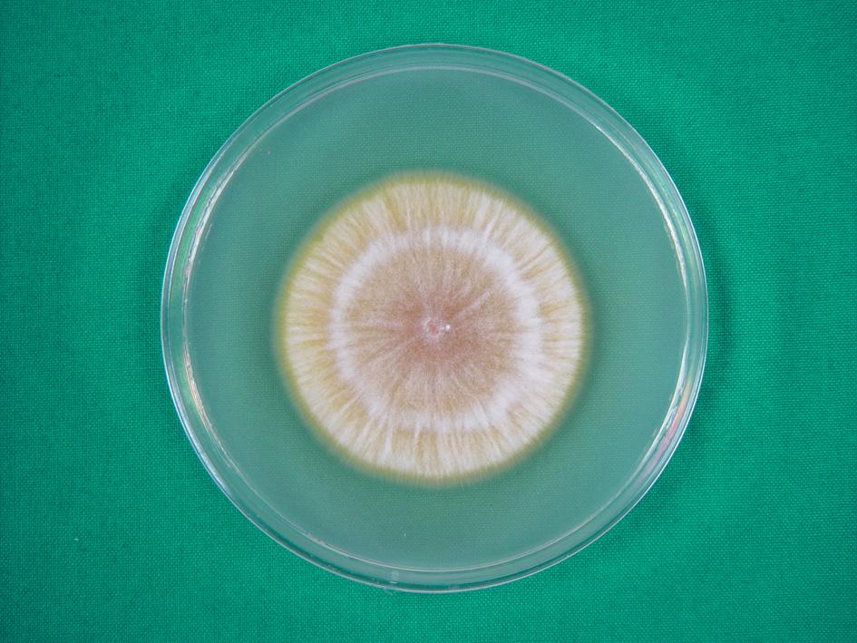 황성민 등: Microsporum canis에 의한 건선양 몸백선 1예 Fig. 5. A white to light yellowish, flat colony on Sabouraud's dextrose agar plate at 25 for 2 weeks.