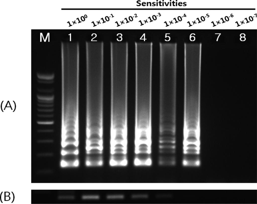 DNA clone product size 295 bp, 147 ng/ul. DNA clone 110 0 110-7 RT-LAMP Fig. 6.