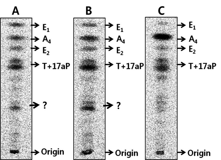 00 /min, 300.00 (14 min) Fig. 1. 0.45, 0.48 0.50 mm (yolk granule, Yg), (oil droplet, OD) (Fig. 1A,1B,1C). 0.45 0.48 mm (nucleus, N), 0.50 mm (Fig. 1D). 난모세포의스테로이드대사물질추적 TLC A 4, T, E 2 E 1 (Fig. 2).