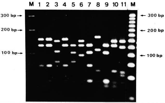 제한효소 HaeⅢ 를이용한비정형마이코박테리아의동정 203 Fig. 1. Multiplex PCR products from reference mycobacterial strains. Lanes:M, 100bp DNA ladder;1, M. tuberculosis H37Rv(ATCC 27294);2, M. bovis(atcc 19210);3, M.