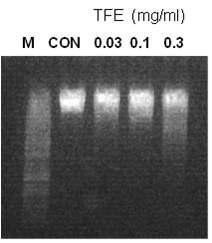 (TFE; Toosendan Fructus Extract) 4. 천련자가 MCF-7 cell 의 PARP 분할 및 Caspase에미치는영향.