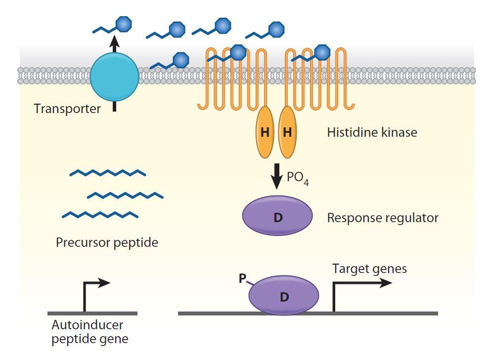 Peptide mediated quorum sensing Wai-Leung Ng & Bonnie