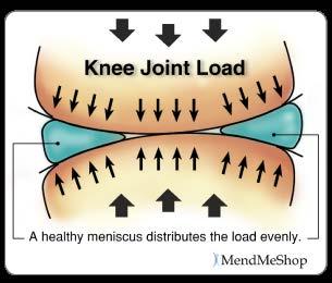Function of meniscus: shock absorption