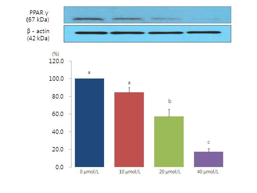 다. 지방분화에관련하는전사인자 (PPARγ,C/EBP,FABP4) 발현 지방세포에 resveratrol 을첨가한결과지방세포내세포분화와관련된전사인자단백질의 발현이유의적으로감소하였음 (
