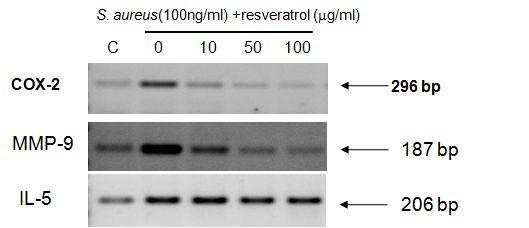 마. Resveratrol 의항염증효과에대한실험 1) mrna 발현에대한 RT-PCR S.aureus 추출물 100ng/ml으로세포에처리한후 REPS의주성분으로알려진 resveratrol을 100, 50 그리고 10 ug/ml의농도를함께처리하여 mrna 발현에서항염증효과가있는지확인하였다. 그결과먼저 COX-2의발현에서는 S.