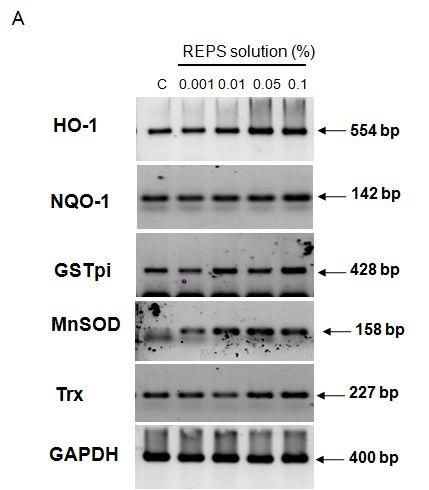 나. REPS에대한항산화효능평가 (2) 항산화효소 mrna에대한 RT-PCR 분석 HDFs 세포에 REPS (0-0.1% REPS 농도 ) 를처리한후 mrna를분리하여항산화효소에대한 RT-PCR 분석을하였다.
