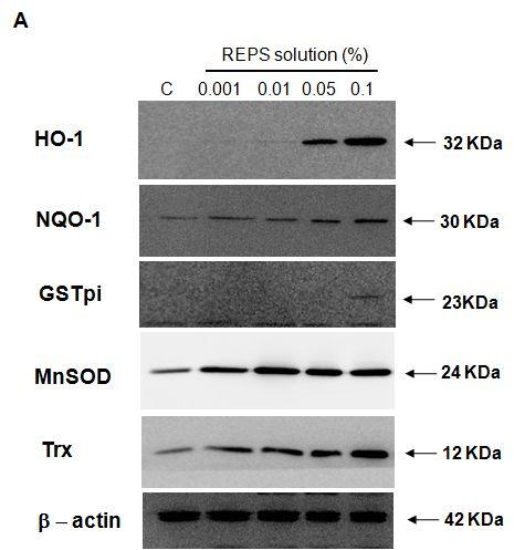 (3) 항산화효소단백에대한 Western blot 분석결과 HDFs 세포에 REPS (0-0.1% REPS 농도 ) 를처리한후단백을분리하여 BCA 방법으로정량하여항산화효소에대한 Western blot으로분석을하였다.