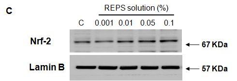(4) HDFs에서 REPS에대한 Nrf2 활성 REPS가해독화효소의발현을증가시키므로해독화효소를조절하는유전자인 Nrf2 의활성을확인하였다. REPS를처리하면 Nrf2가핵으로 translocation되어핵내에 Nrf2의발현이증가되어있음을확인할수있었다 (Fig. 4). 이는 REPS가 Nrf-2의활성을증가시켜서해독화효소들의항산화효능을높게한다는것을증명하였다.