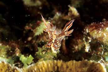 Bornella Nudibranch