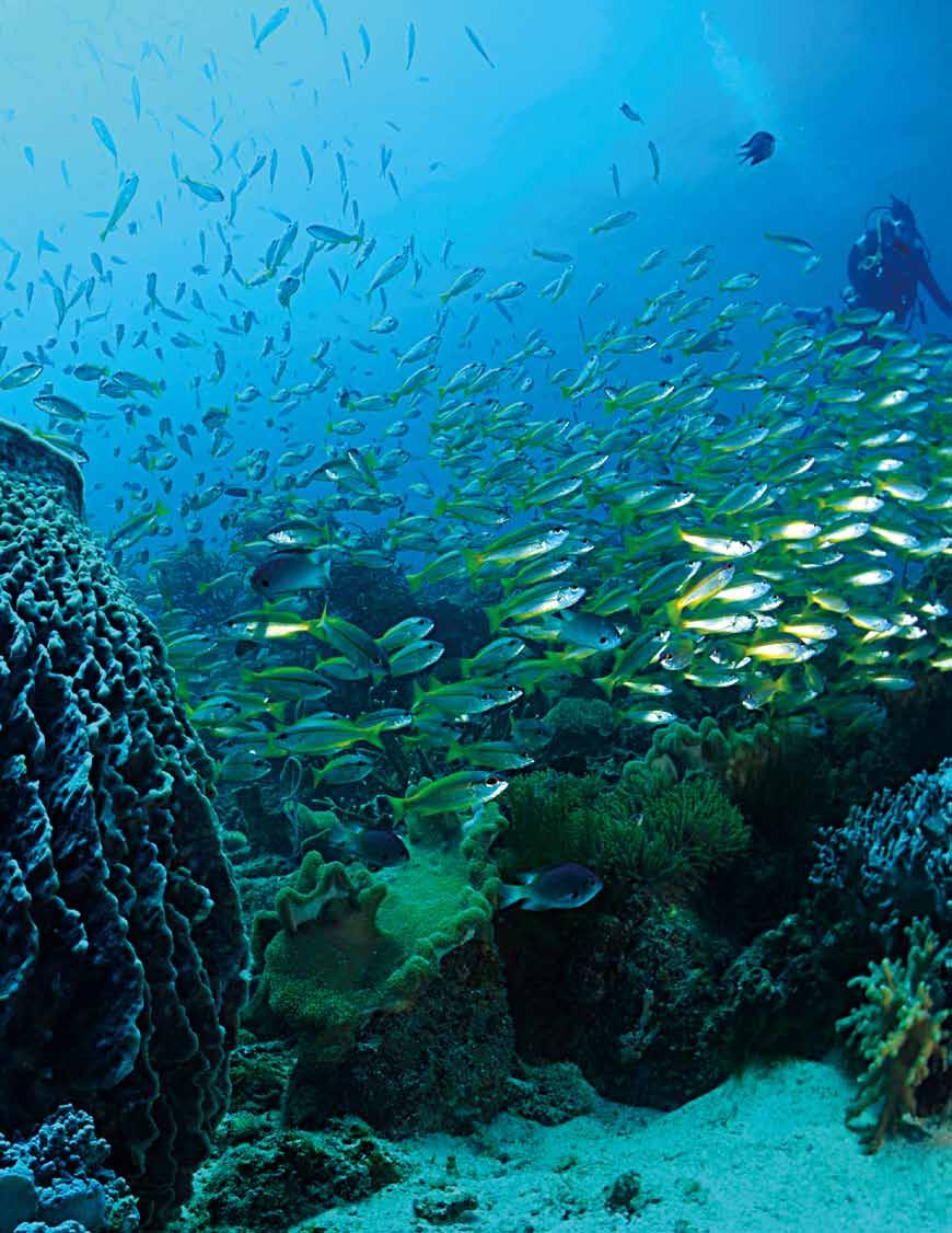 르당섬 쿠알라테렝가누 말레이시아 쿠알라룸프르 싱가포르 말레이시아쿠알라트렝가누 (Kuala Terengganu) 의르당 (Redang) 섬은대부분다이빙사이트가돌산호나연산호의군락으로덮여있고, 그속에는형형색색의물고기가거주하고있다. 그동안사람의발길이닿지않아모든산호가부서진흔적이없이자연그대로보존되어있어보석같은다이빙여행지이다.