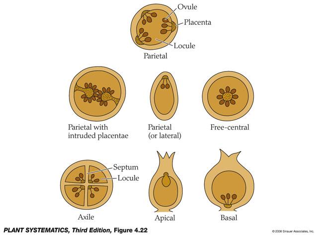 Placentation Types (Judd et al.
