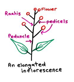 Inflorescence 화서 : 꽃의축에대한꽃들의배열상태 Parts of an