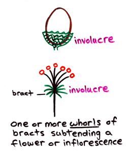 Bracts ( 포 ): 화서나하나의꽃을보호하고있는변형된잎.