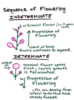 Sequence of Flowering Indeterminate 무한화서 : 바깥부위부터꽃이성숙하며,