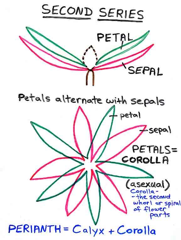 Sepals 꽃받침열편 (calyx 꽃받침전체 ) First series; the outermost whorl or spiral of a typical flower (asexual/sterile) 2.