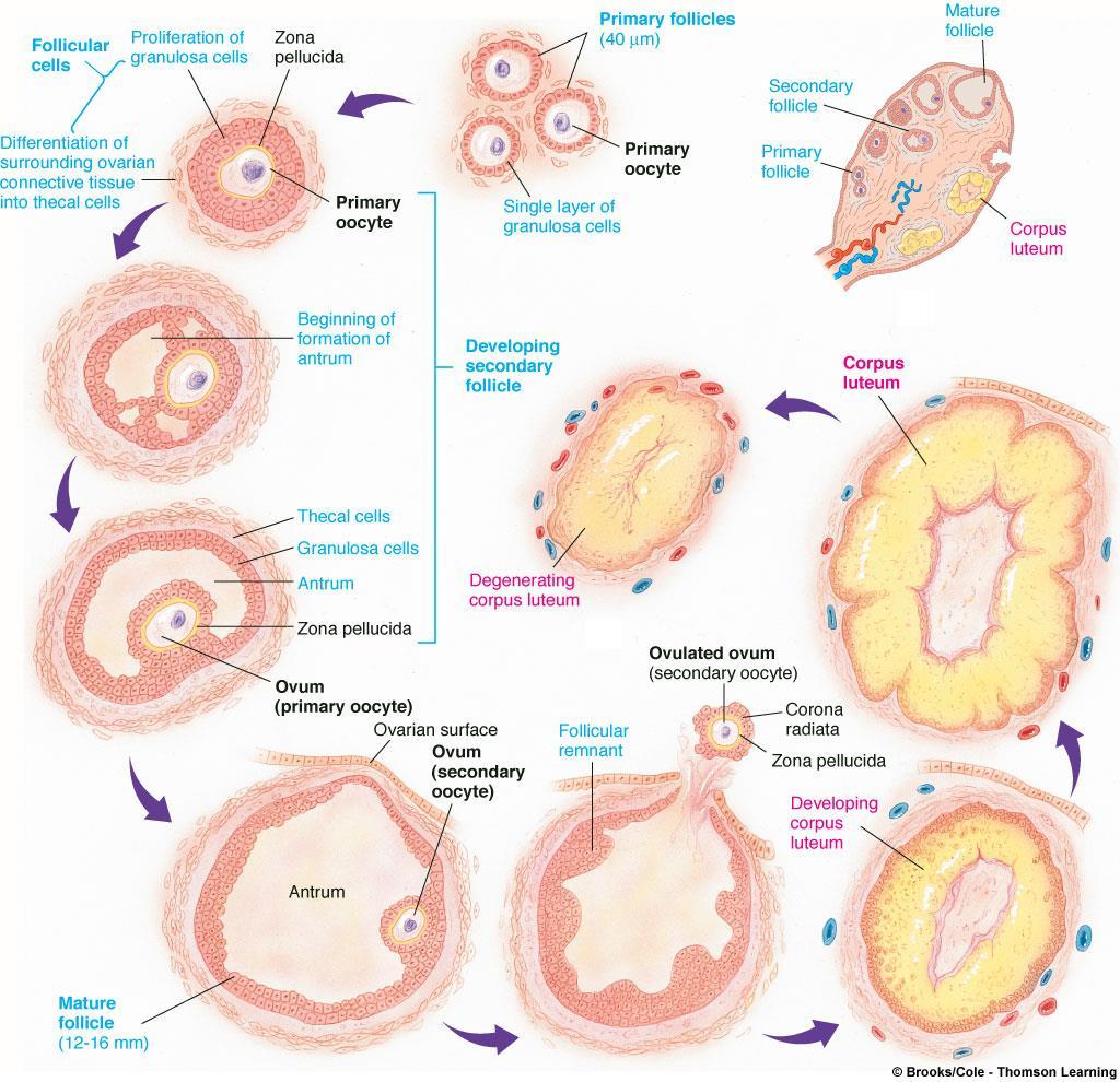 Development of the Follicle, Ovulation, and