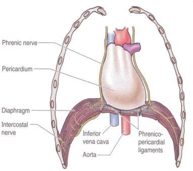 가로막, 간, 쓸개 (Diaphragm, Liver, Gall bladder) 가로막 (Diaphragm) 가장자리 : 근육, 가운데 : 널힘줄로구성 둥근천장모양의구조물 가로막근육의세부분 복장부분 (Sternal part) 갈비부분 (Costal part): 왼 / 오른지붕 허리부분 (Lumbar part) 닿는곳 ( 대정맥공