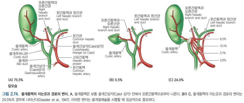 Biliary ducts and gallbladder - bile canaliculi interlobular biliary ducts large collecting bile ducts right & left hepatic ducts common hepatic duct common bile duct - The common bile duct forms in