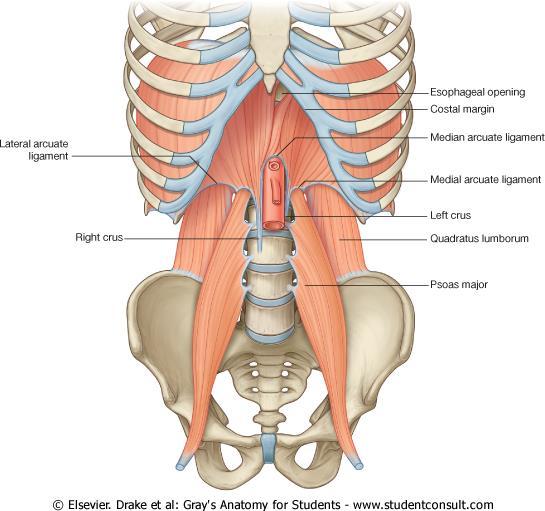 활꼴인대 (Arcuate ligaments) : 큰허리근 (psoas major) 과허리네모근 (quadratus lumborum) 을덮고있는근막이두꺼워져형성 안쪽활꼴인대 : 허리뼈몸통과가로돌기사이인대 큰허리근과교감신경줄기가지나감 가쪽활꼴인대 : 가로돌기와 12번째갈비뼈사이인대 허리네모근이지나감