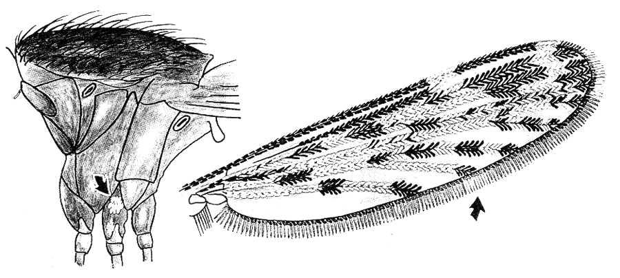 1. 형태적종동정 중국얼룩날개모기 (Anopheles sinensis) 의형태적특징