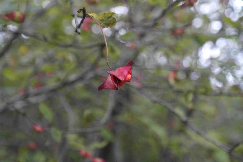 Celastraceae Euonymus