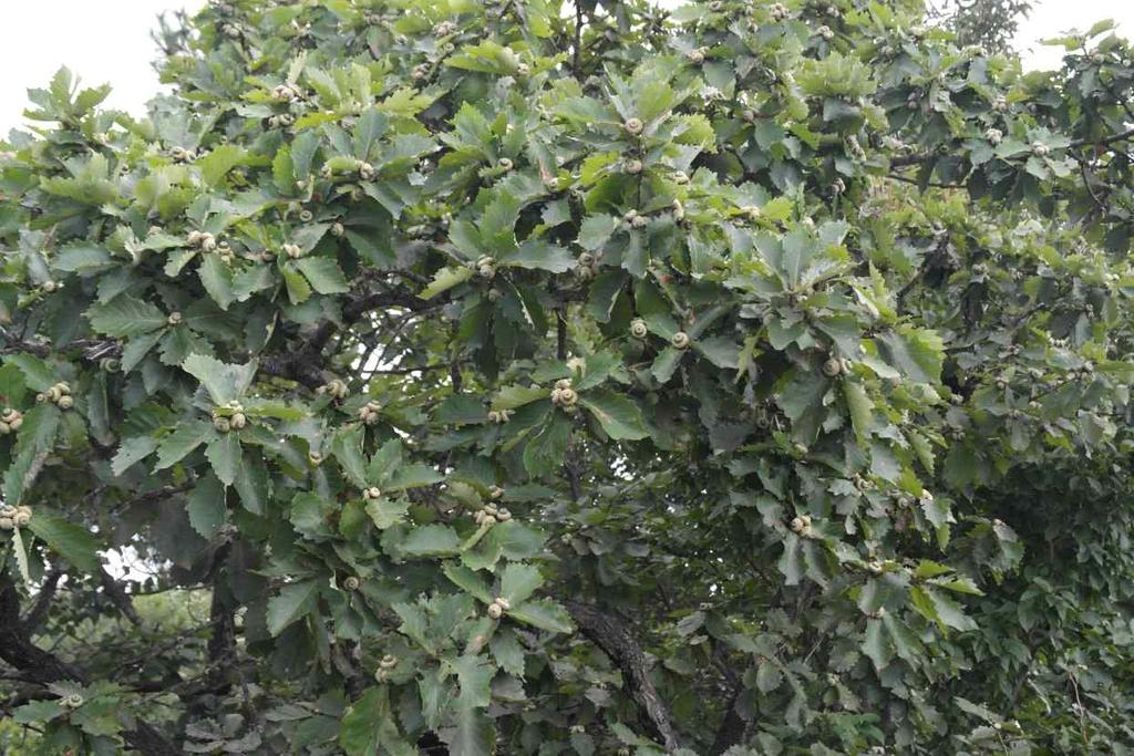 Fagaceae Quercus