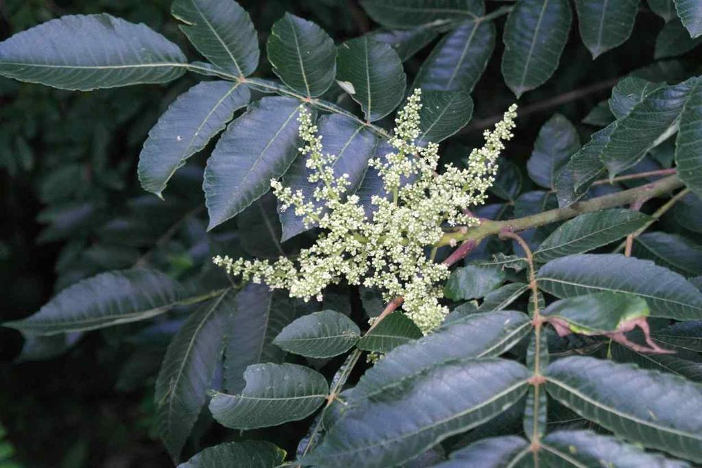 Rosaceae Sorbaria