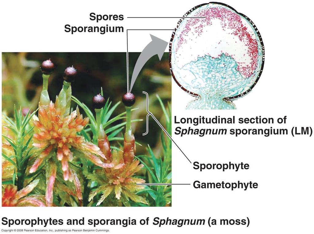 솔이끼 Spores Sporangium Longitudinal
