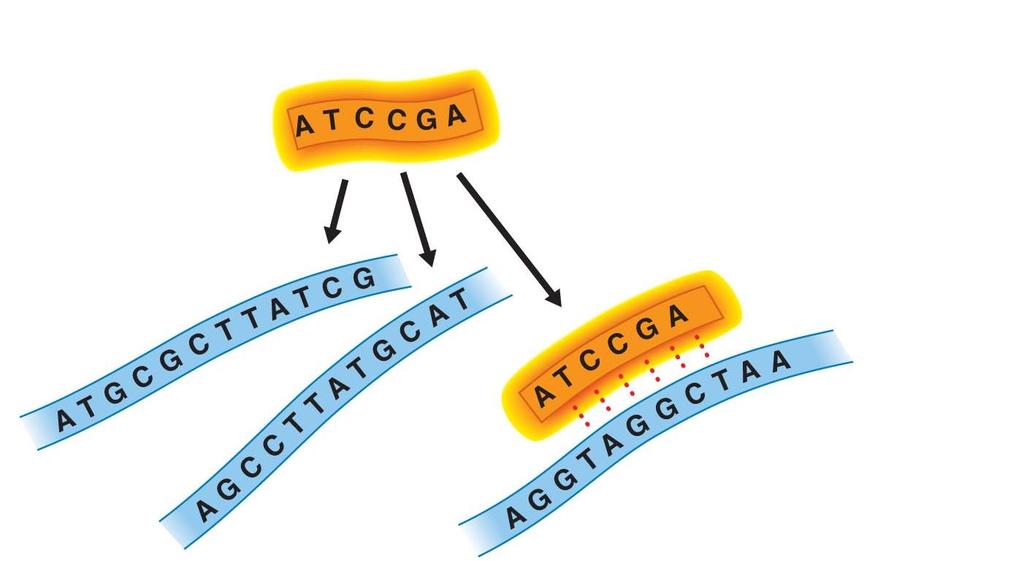 DNA 탐침은어떻게유전자를표지하나 방사성탐침 ( 단일가닥 DNA) 단일가닥