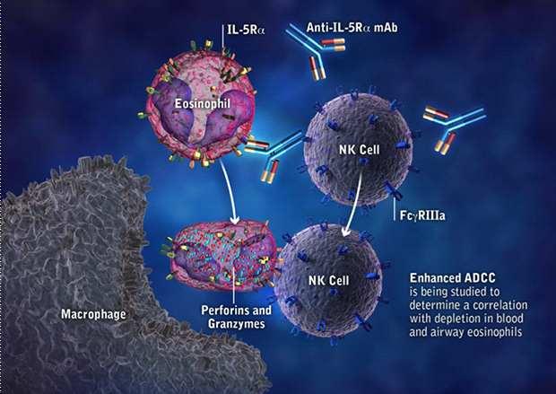 9/16 TNF-α와 IL-IβI는 NF-κ-B(nuclear factor κb) 와 AP-1(activator protein-1) 을활성화시킨다. Th2 cytokine(il-5) 기도의호산구성염증은천식병인의중요한역할을하며, 천식악화의빈도는기도의염증과밀접한관계가있어보인다. 호산구염증은 Th2 cytokine에의해촉진된다.