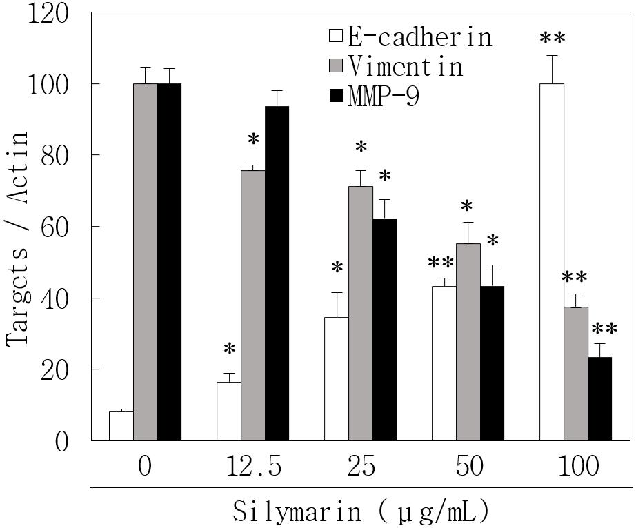 이들을 분석한 결과 Figure 3에서 보는 바 와 같이 silymarin의 처리에 의해 농도의존적으로 E-cadherin 의 발현은 증가하고 vimentin은 감소하는 결과를 볼 수 있었다. Figure 3. Silymarin inhibited expression of E-cadherin, vimentin, and MMP-9 in Huh7 cells.