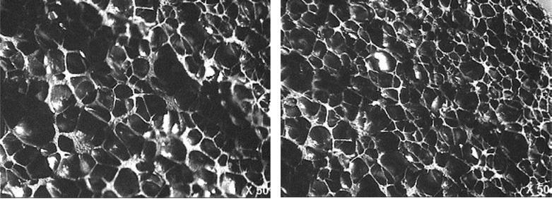 364 김병식 홍주희 정용재 허광범 Figure 3. Cross-section photographs of floater on foaming agent (7 phr); DPT, AC. 공또한완전한모양을형성하였다 (Figure 2-