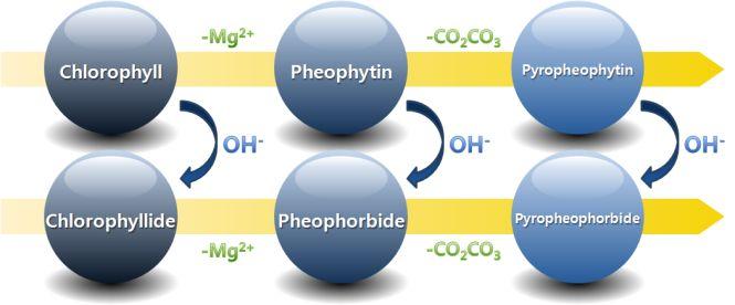 이름 Chlorophylide Pheophorbide Pyropheophorbide 구조 특징 곁가지가떨어지고포르피린과 중심금속만남은형태 곁가지와 Mg 2+ 중심금속이 사라진형태 Pheophorbide 에탈카복실화 반응이일어난형태 표 1.Chlorophyl 유도체의분류앞의표에서보았듯이다양한형태를가지는유도체들이존재하여서로다른이름으로불린다.