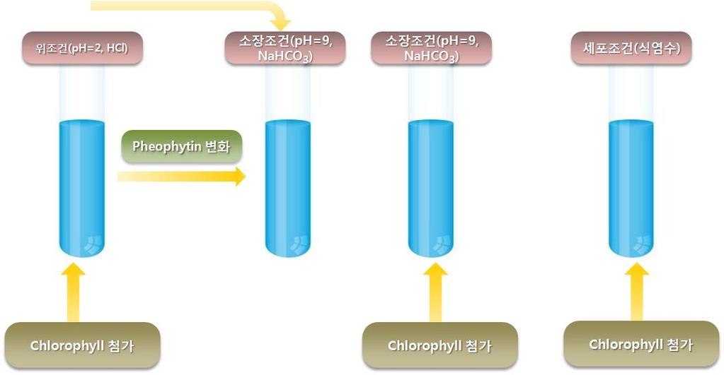 들어주었다. (4) 아무처리하지않은 Chlorophyl 용액을 NaHCO 를사용하여 (3) 과동일한조건으로만들어서 1시간동안흔들어주었다. (5)(3),(4) 의용액을 (2) 에서와동일하게 DPPH 용액을이용하여항산화효과를측정한다. 그림 29.
