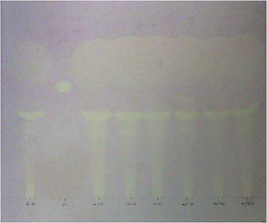 3.2 DPPH 흡광도변화의주요원인물질분리및동정 TLC 분리를통한 DPPH와 linoleic acid 산화생성물의주요반응물확인 Linoleic acid를 93 에서 40분간산화시킨시료를 silica TLC plate를이용하여분획한후 1mM 의 DPPH solution 을도포한후 30분간암실에서반응시킨후의사진은그림 21에나타내었다.