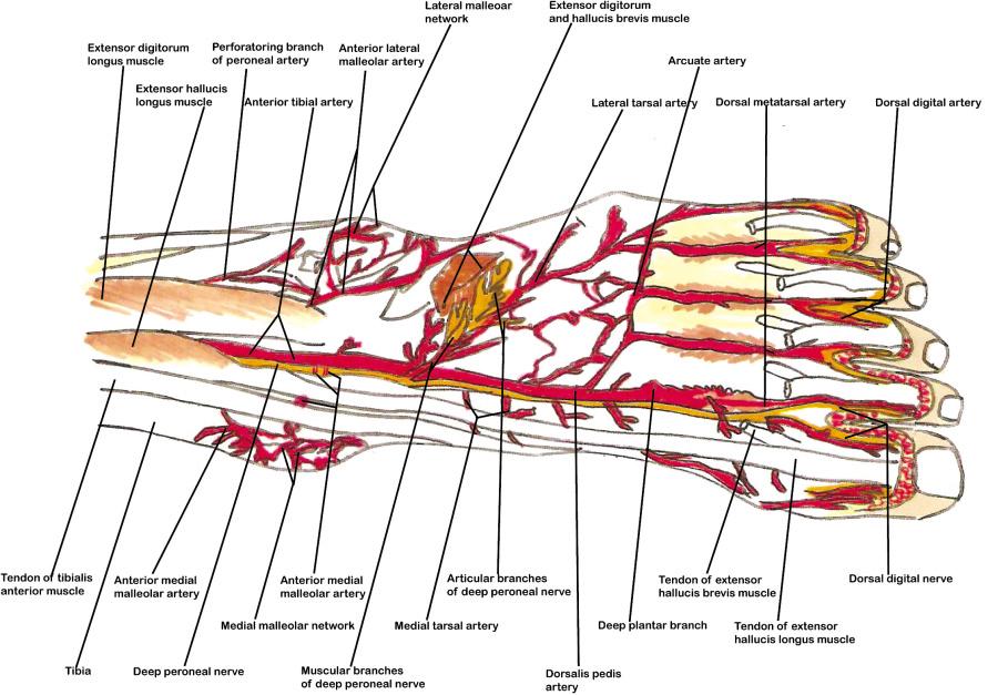 구강재건을위한족배동맥피판의해부학적고찰 (flexor hallucis longus muscle) 의심부를통과하여제 1 중족골의내측을따라원심쪽으로가서엄지발가락의내측지동맥 (medial digital artery) 으로주행한다.