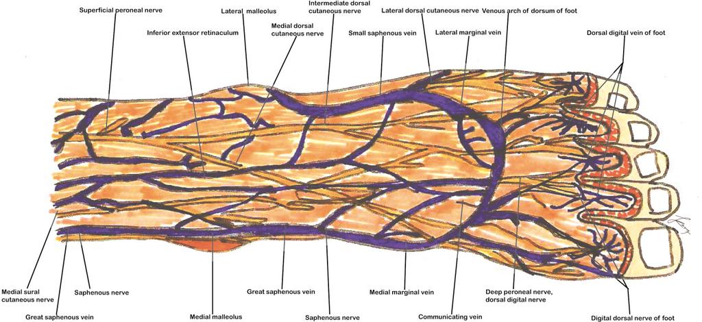 구강재건을위한족배동맥피판의해부학적고찰 Fig. 8. Muscle and tendon marking with different suture materials. Ⅳ.